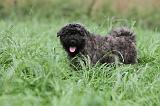 BOUVIER DES FLANDRES 202